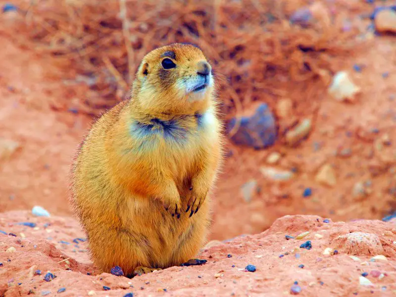 Photo of yellowish prairie dog in Bryce Canyon National Park