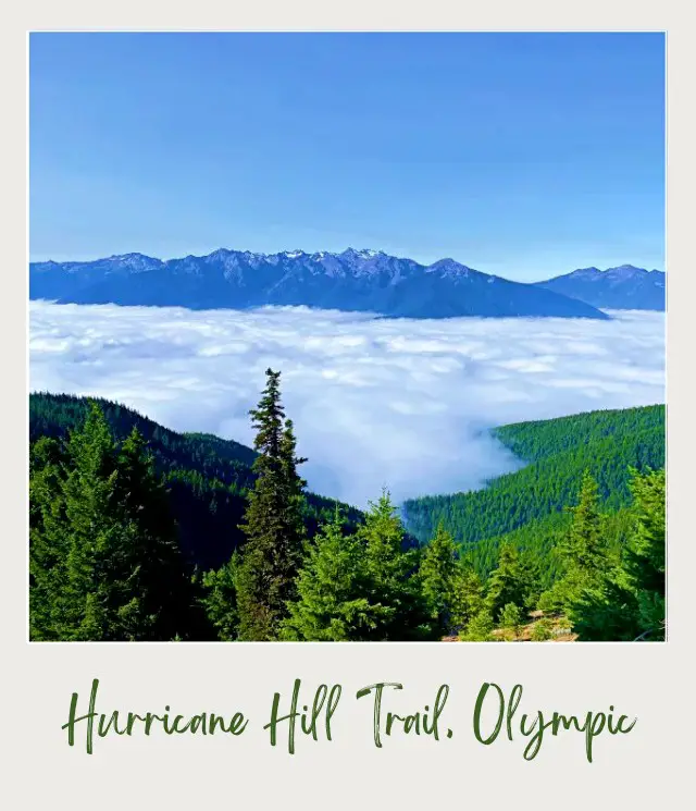 Hurricane Hill Trail Guide Trees surrounded by clouds and behind are mountains in Hurricane Hill
