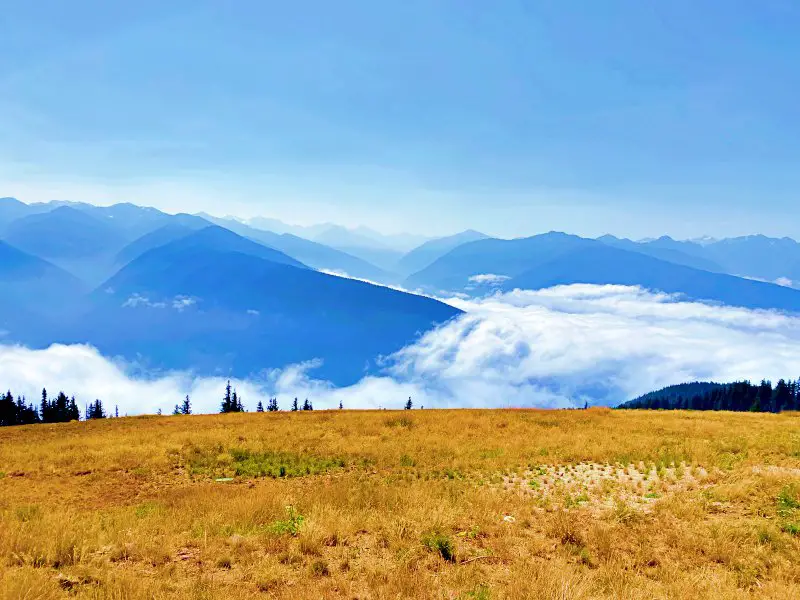 Field of grass, and behind are mountains surrounded by clouds in Hurricane Ridge Olympic National Park