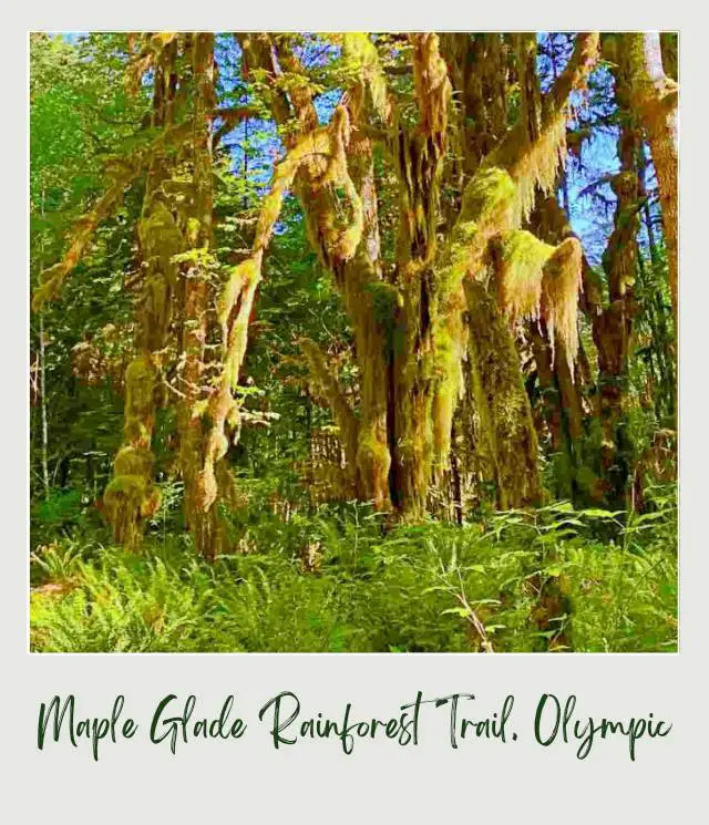 Maple Glade Rainforest Trail and Kestner Homestead Trail: Complete Guide Mosses trees surrounded by ferns and other plants in Lake Quinault Olympic National Park.