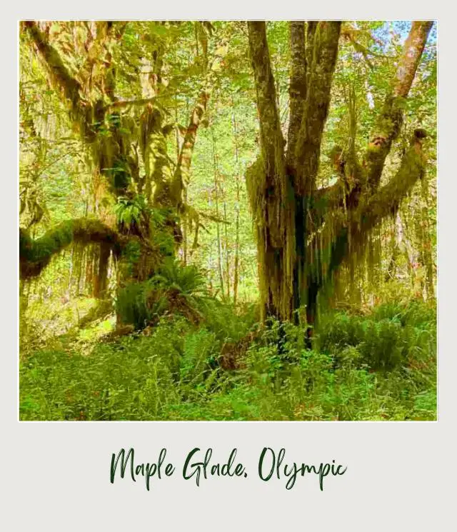 Maple Glade Rainforest Trail and Kestner Homestead Trail: Complete Guide Mossy trees surrounded by ferns and other plants in Kestner Homestead - Maple Glade Olympic National Park.