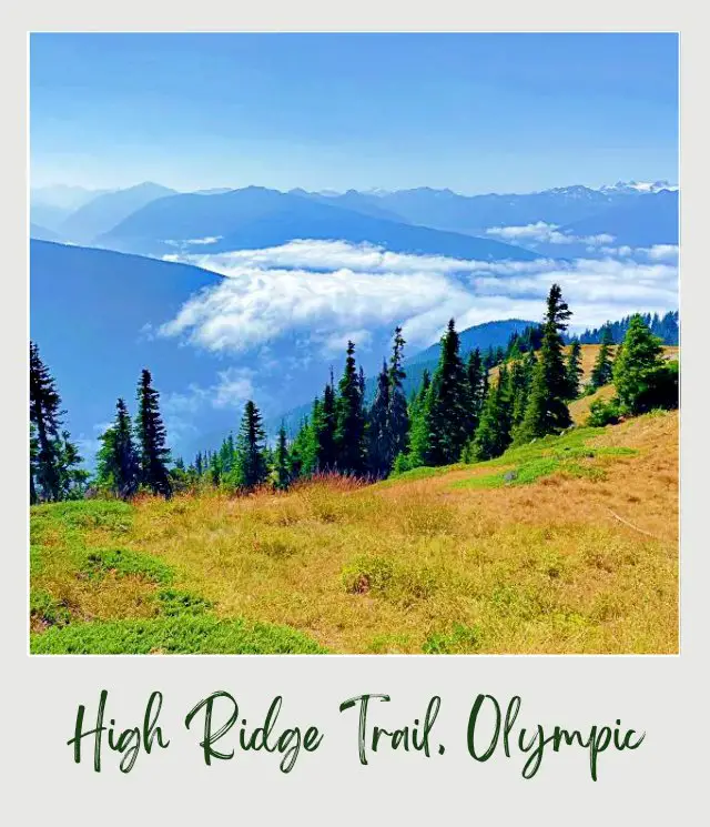 High Ridge Trail to Sunrise Point, Hurricane Ridge: Complete Guide Field of grasses, and trees, and behind are mountains surrounded by clouds in Hurricane Ridge Olympic National Park