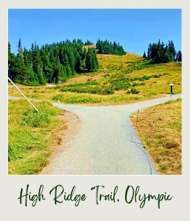 High Ridge Trail to Sunrise Point, Hurricane Ridge: Complete Guide road forming "y" surrounded by a field of grass and trees in Hurricane Ridge Olympic National Park