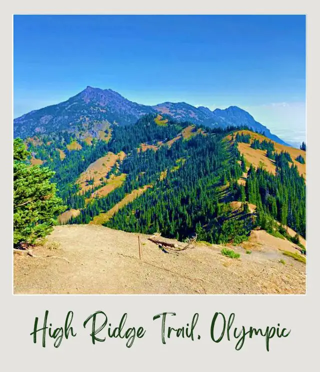 High Ridge Trail to Sunrise Point, Hurricane Ridge: Complete Guide Aerial photo of mountains filled with trees in Hurricane Ridge Olympic National Park