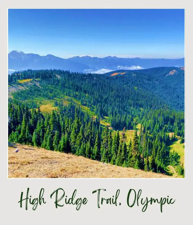 High Ridge Trail to Sunrise Point, Hurricane Ridge: Complete Guide Aerial photo of mountains filled with trees in Hurricane Ridge.