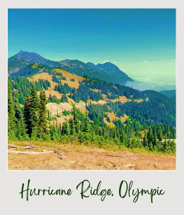 High Ridge Trail to Sunrise Point, Hurricane Ridge: Complete Guide Road in the middle of the mountains surrounded by trees in Hurricane Ridge Olympic National Park