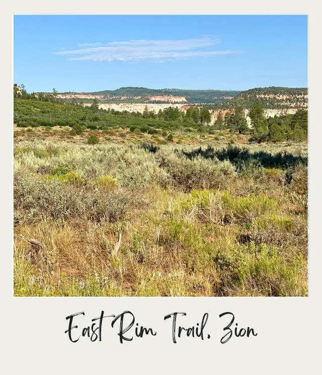 A wide shot photo of a field of withered grass stretches across the foreground, dotted with pine trees, while rugged mountains rise in the distance under a clear blue sky along the East Rim Trail in Zion National Park.