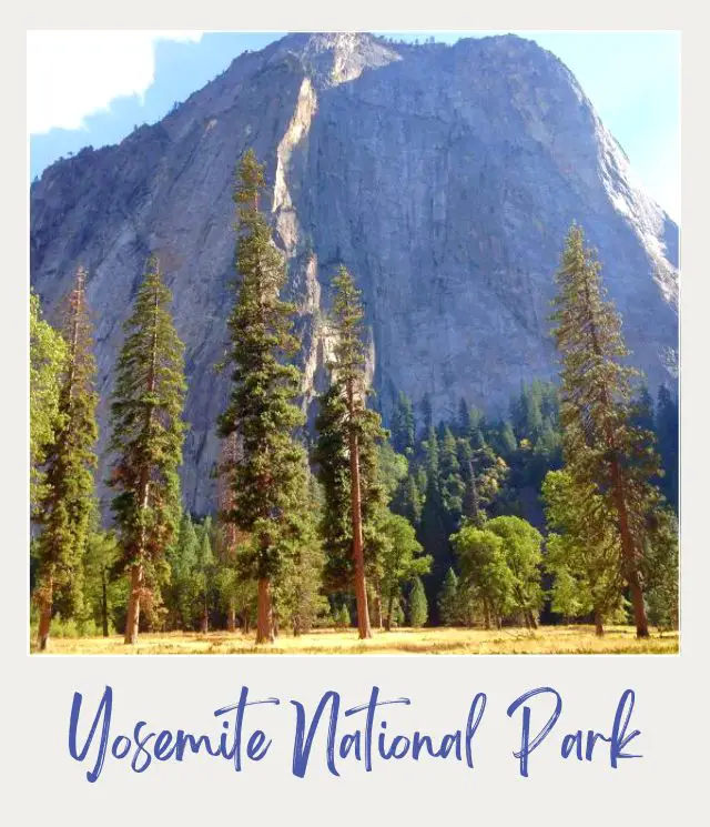 When is The Best Time To Visit Yosemite National Park? View of a huge mountain and below are huge straight trees in Yosemite National Park.