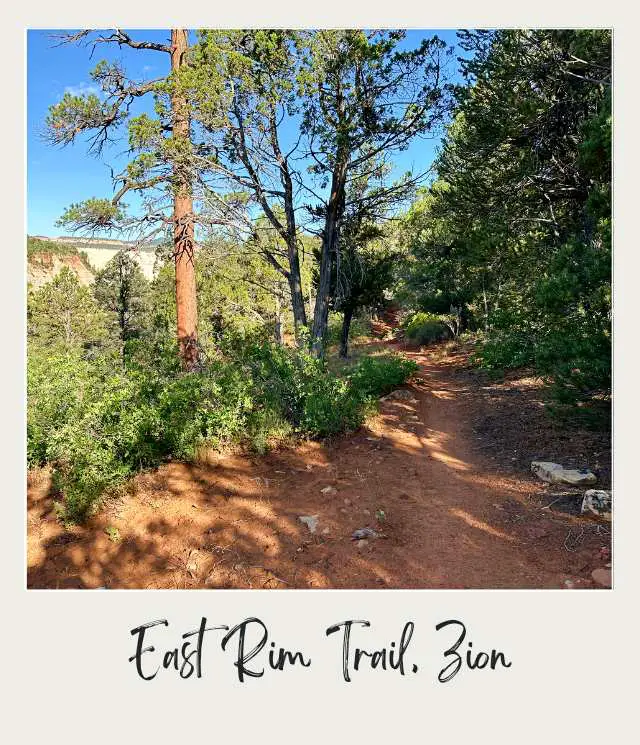 A view of a trail shaded by tall trees at East Rim Trail, Zion National Park.