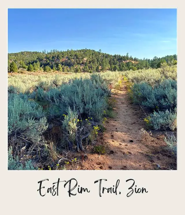 A view of a trail lined with grasses, leading towards the pine forest at East Rim Trail, Zion National Park.