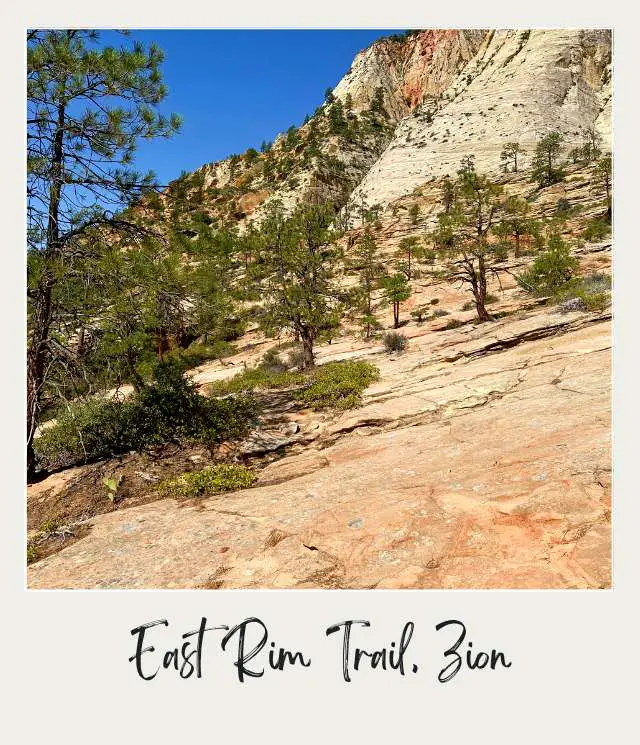 A photo of a serene pine forest nestled in a rugged, barren rocky landscape, with the towering mountains stretching into the clear blue sky along the East Rim Trail in Zion National Park.