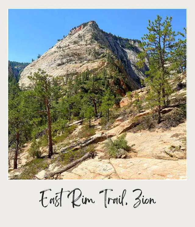 A photo of a rugged rocky mountain surrounded by scattered trees, set against the clear sky along the East Rim Trail in Zion National Park.