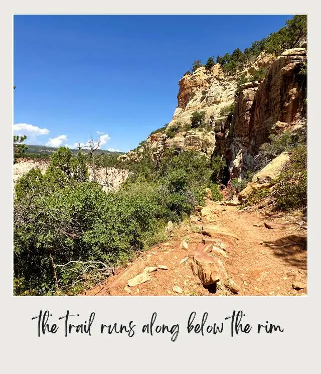 A view of a rocky trail lined with grasses, leading towards a rugged mountain under a clear blue sky at Observation Point in Zion National Park.