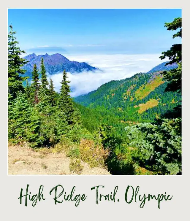 High Ridge Trail to Sunrise Point, Hurricane Ridge: Complete Guide Trees and mountains surrounded by clouds in Hurricane Ridge Olympic National Park