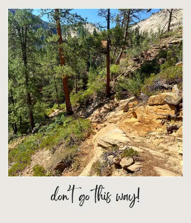 A view of a pine forest with rock formations and scattered patches of grass, set along the East Rim Trail in Zion National Park.