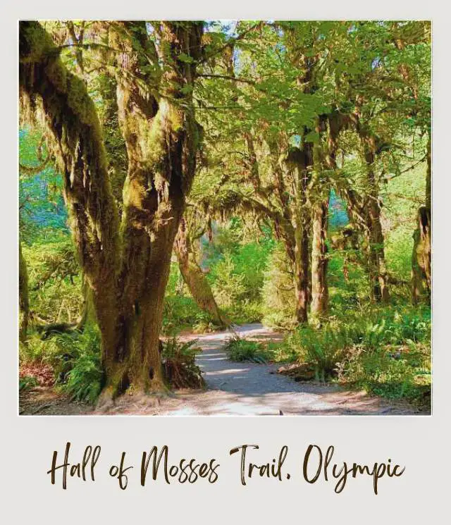 10 Best Views In Olympic National Park: Complete Guide to the Top Scenic Spots View of mossy trees and ferns in Hall of Mosses Trail in Olympic National Park