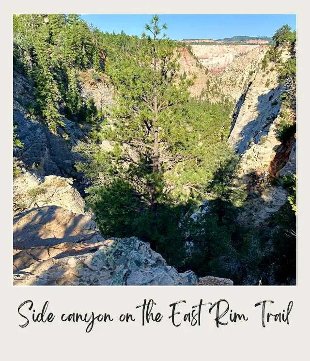 A close-up view of the canyon's side with vibrant green pine trees growing among rugged rock formations, set against towering cliffs under a clear sky, at the East Rim Trail in Zion National Park.