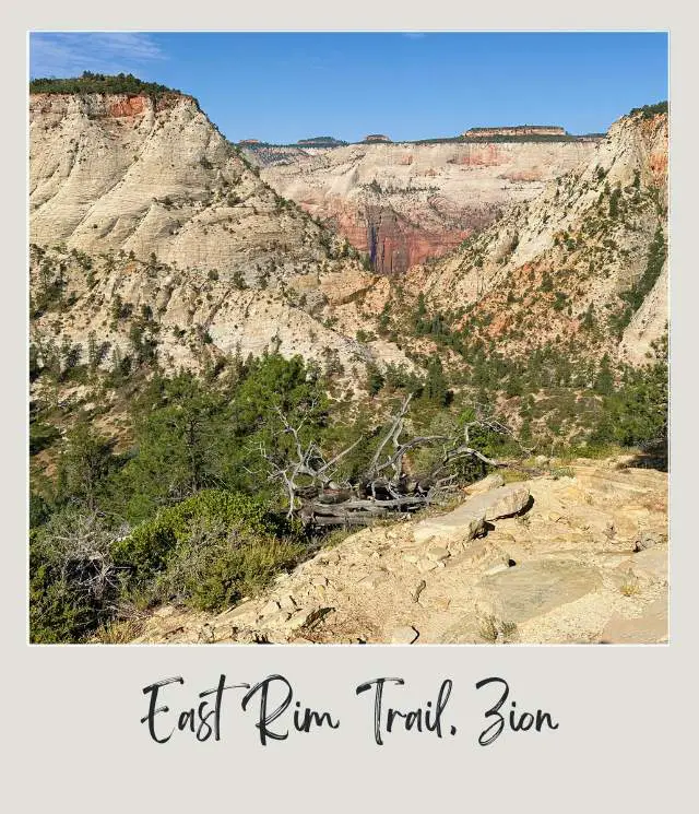 A view of valley floor with dotted trees at East Rim Trail, Zion National Park