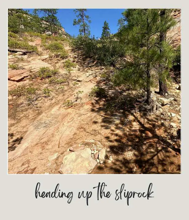 A photo of a rocky trail with trees and dotted grass on the ground at East Rim Trail, Zion National Park