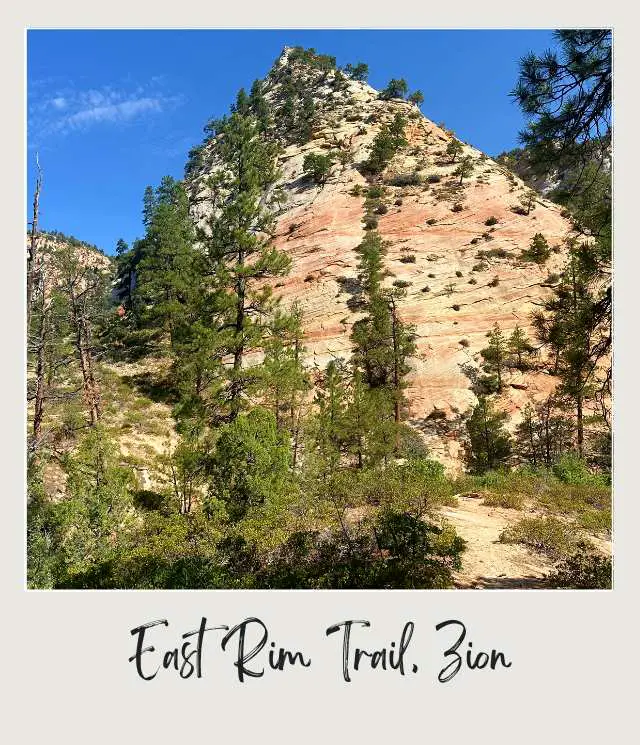 A close up view of the pine forest and a pointy mountain at East Rim Trail, Zion National Park