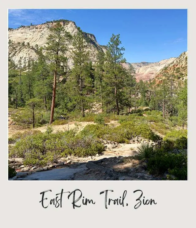 A view of pine forest, grassy grounds, and rugged, rocky mountains rise sharply in the distance at East Rim Trail, Zion National Park