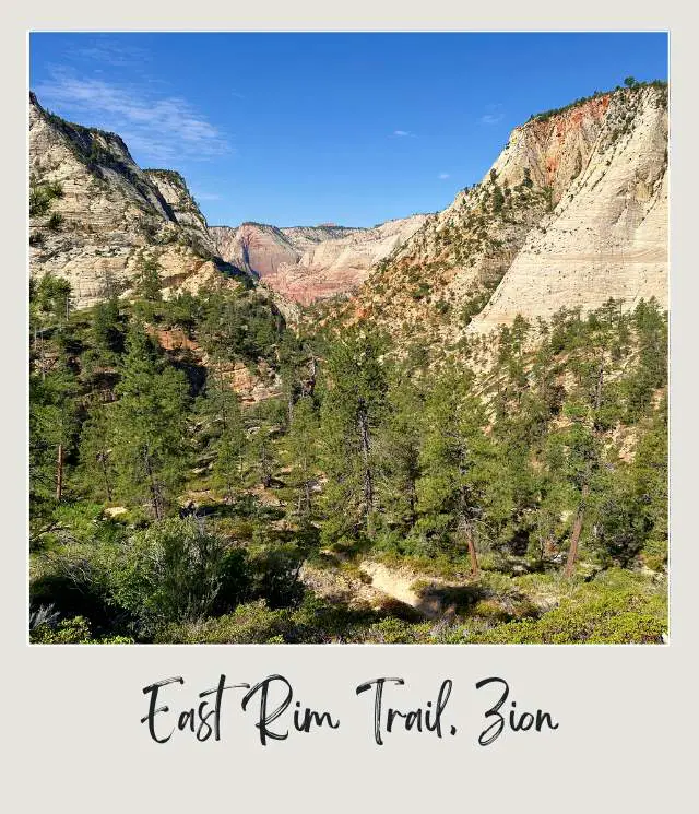 A photo of pine forest surrounded by expansive valleys and majestic red rock formations under a clear sky at East Rim Trial, Zion National Park