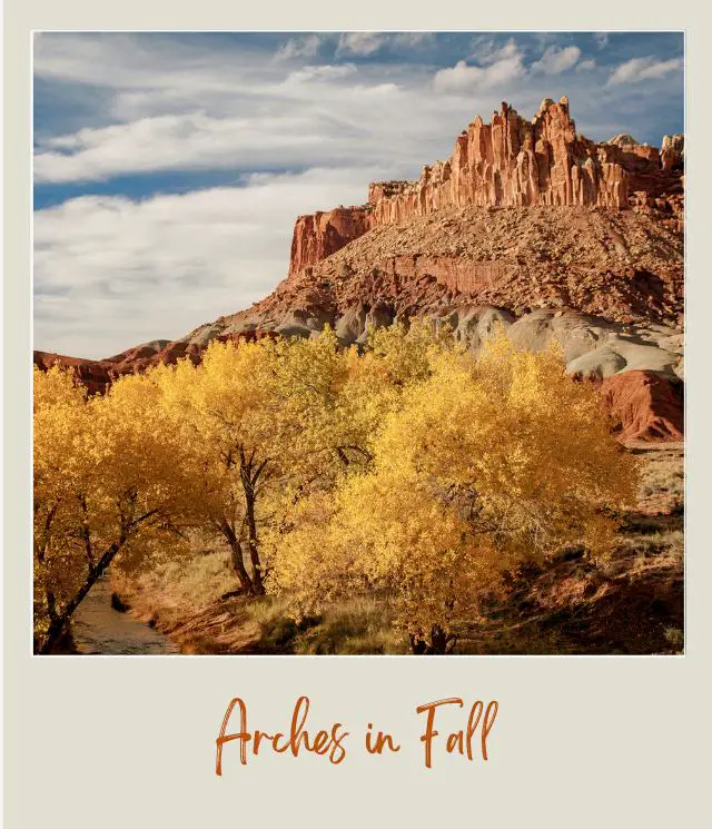 View of yellow bushes and a rock mountain at a distance in Arches National Park.