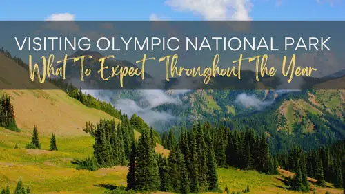 View of mountains and trees, with the text, Visiting Olympic National Park What To Expect Throughout The Year.