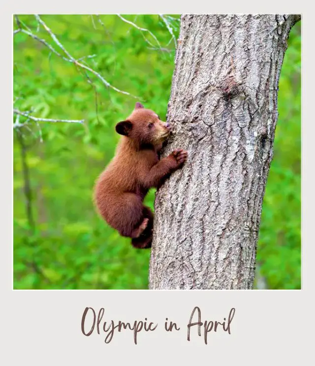 Visiting Olympic National Park: What To Expect Throughout the Year Photo of a bear climbing in a tree trunk in Olympic National Park