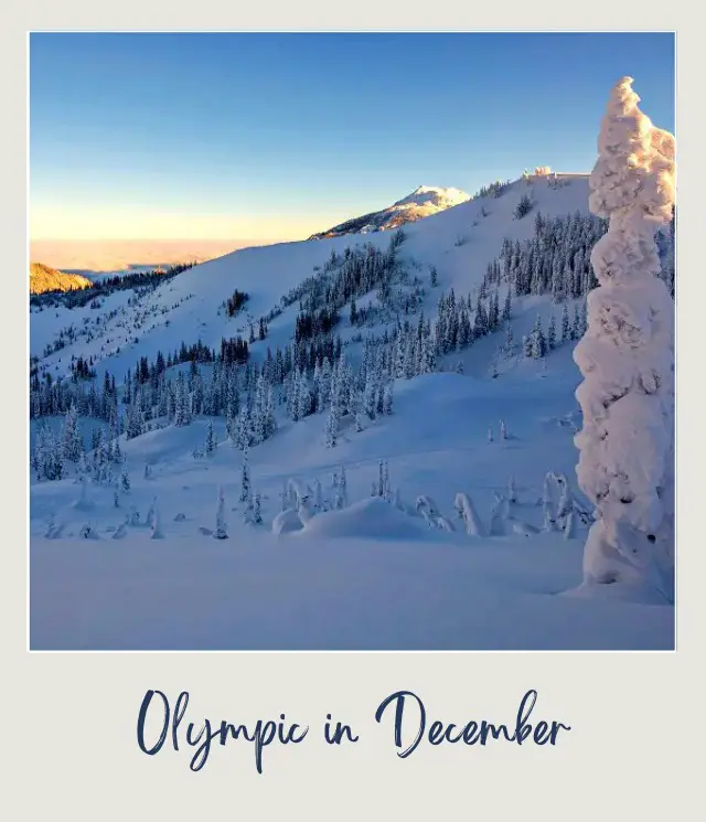 Visiting Olympic National Park: What To Expect Throughout the Year Snow-capped mountain surrounded by trees covered with snow in Olympic National Park