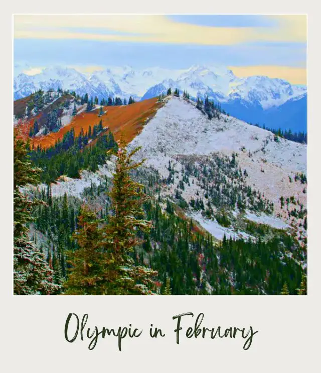 When is The Best Time To Visit Olympic National Park? Snow-capped mountains surrounded by trees in Olympic National Park