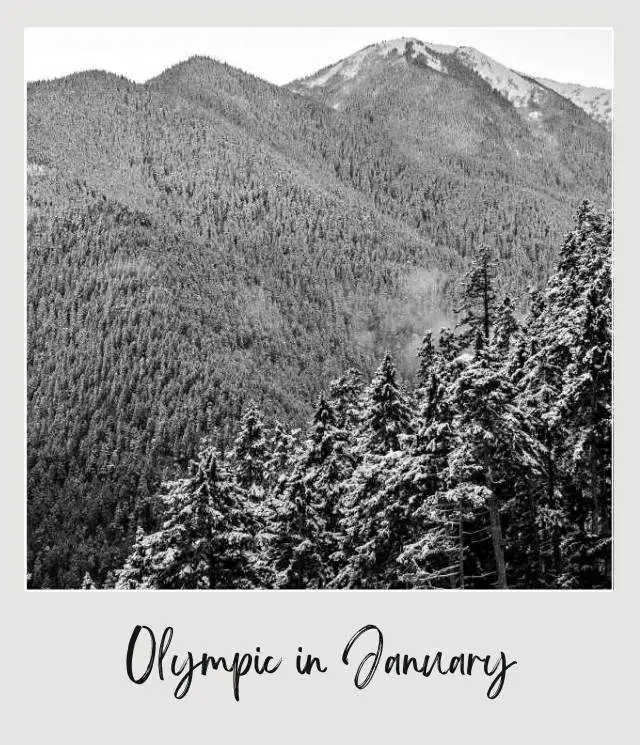 Visiting Olympic National Park: What To Expect Throughout the Year Black and white photo of mountains of trees in Olympic National Park