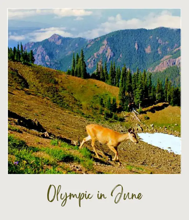 Visiting Olympic National Park: What To Expect Throughout the Year A photo of two deers in the mountain surrounded by trees and other plants in Olympic National Park