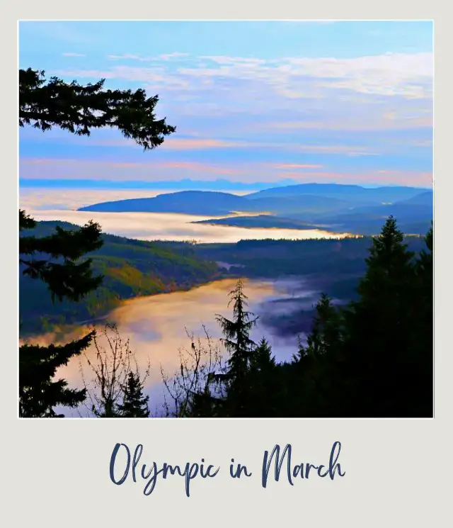 Visiting Olympic National Park: What To Expect Throughout the Year Aerial view of mountains surrounded by trees and covered with clouds in Olympic National Park