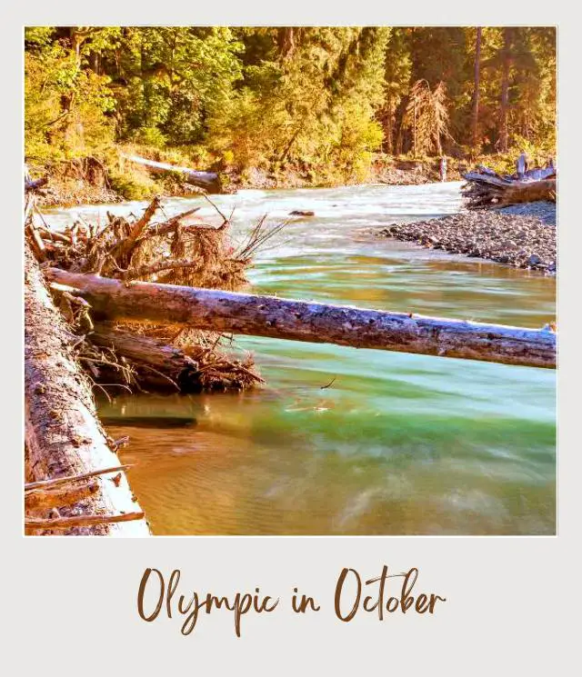 Visiting Olympic National Park: What To Expect Throughout the Year A river surrounded by rocks, logs, and trees in Olympic National Park