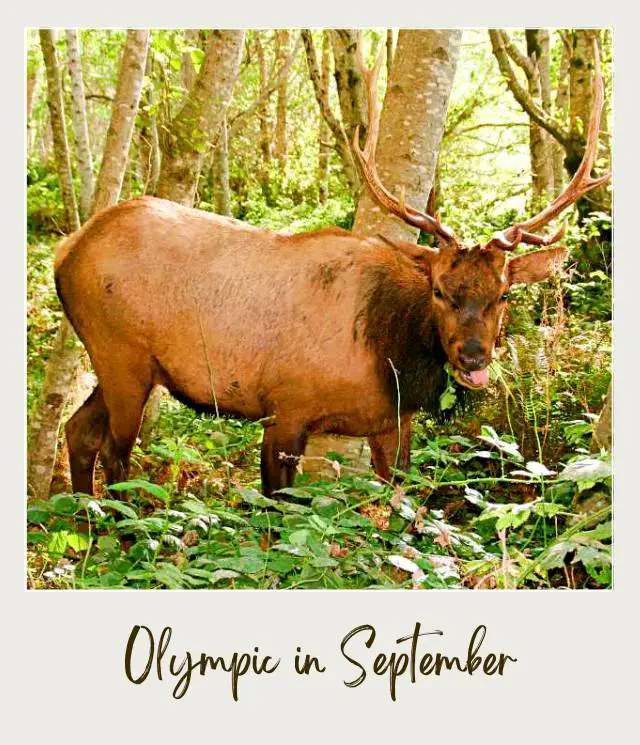 Visiting Olympic National Park: What To Expect Throughout the Year A longhorn deer in the middle of trees in Olympic National Park