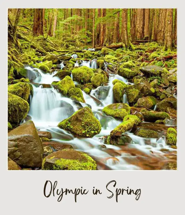 Visiting Olympic National Park: What To Expect Throughout the Year Flowing water through mossy rocks surrounded by trees in Olympic National Park