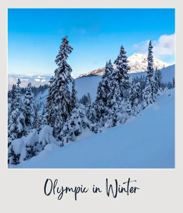 Visiting Olympic National Park: What To Expect Throughout the Year Snow-capped mountain surrounded by trees covered with snow in Olympic National Park