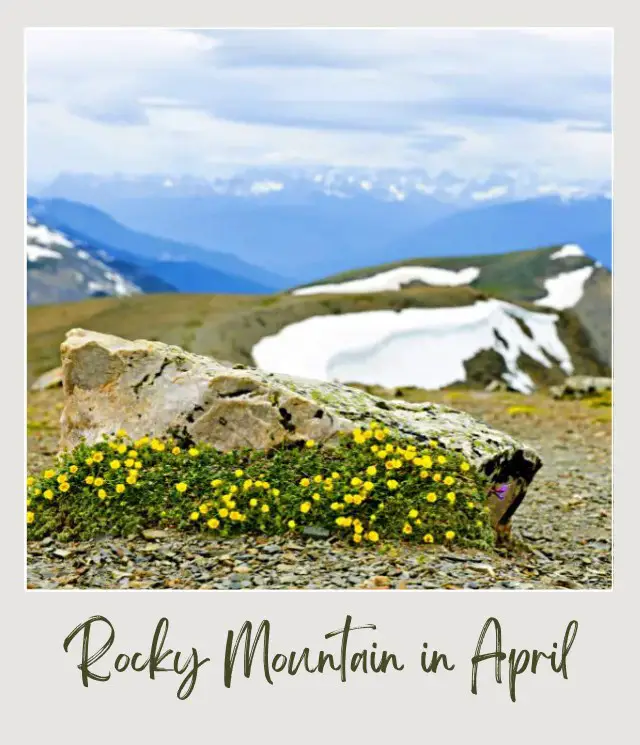 Visiting Rocky Mountain National Park: What To Expect Throughout the Year View of wildflowers and snow-capped mountains in Rocky Mountain National Park.