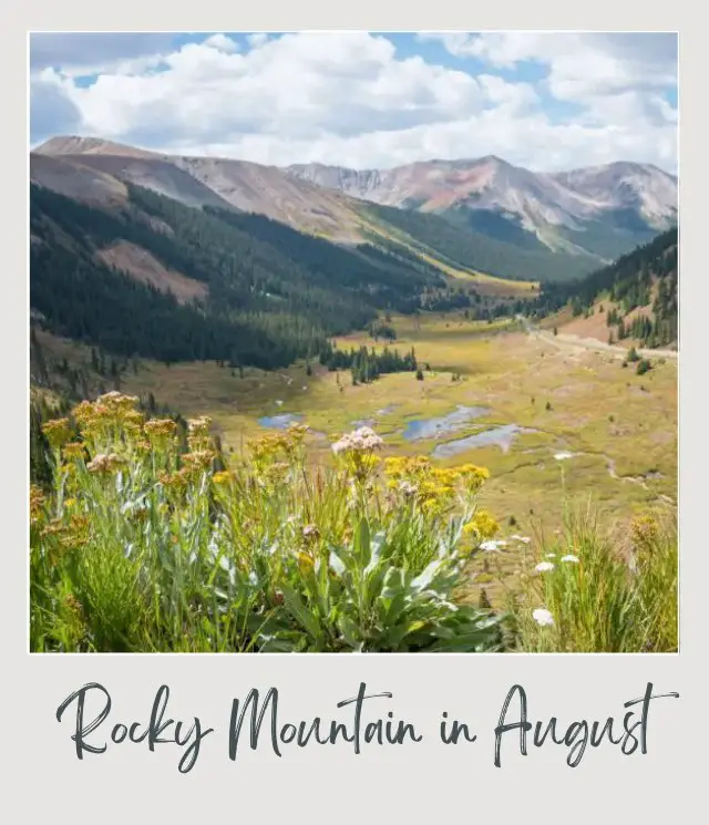 Visiting Rocky Mountain National Park: What To Expect Throughout the Year View of mountains, trees, and wildflowers in Rocky Mountain National Park.