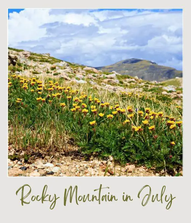 Visiting Rocky Mountain National Park: What To Expect Throughout the Year View of wildflowers on the mountain in Rocky Mountain National Park.
