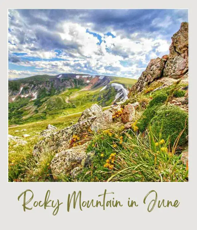 Visiting Rocky Mountain National Park: What To Expect Throughout the Year View of mountains from a rock surrounded by yellow flower plants, under the cloudy day in Rocky Mountain National Park.