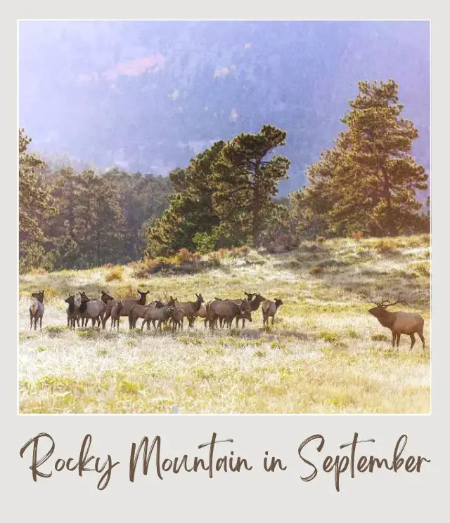 Visiting Rocky Mountain National Park: What To Expect Throughout the Year Gang of elk on the grassfields surrounded by trees in Rocky Mountain National Park.