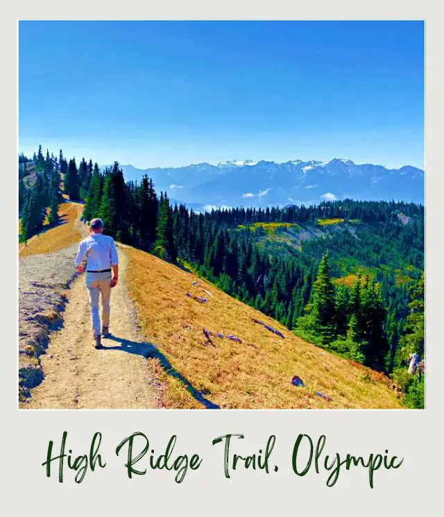 High Ridge Trail to Sunrise Point, Hurricane Ridge: Complete Guide A man is walking in a small road surrounded by trees, and behind are snow-capped mountains in Hurricane Ridge Olympic National Park
