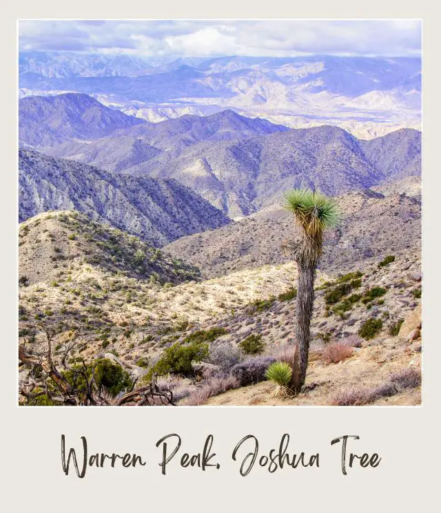 View of a Joshua tree, and in the background are mountains in Joshua Tree National Park.