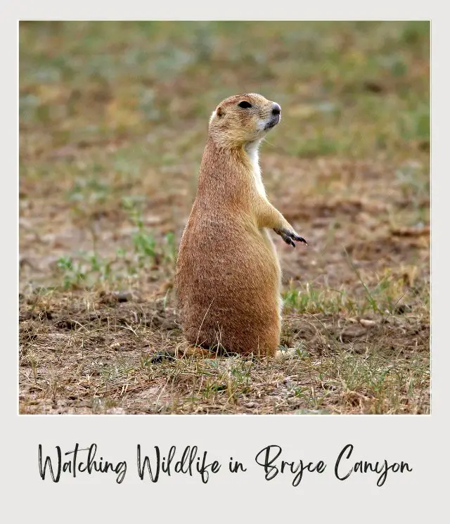 Photo of yellowish prairie dog in Bryce Canyon National Park