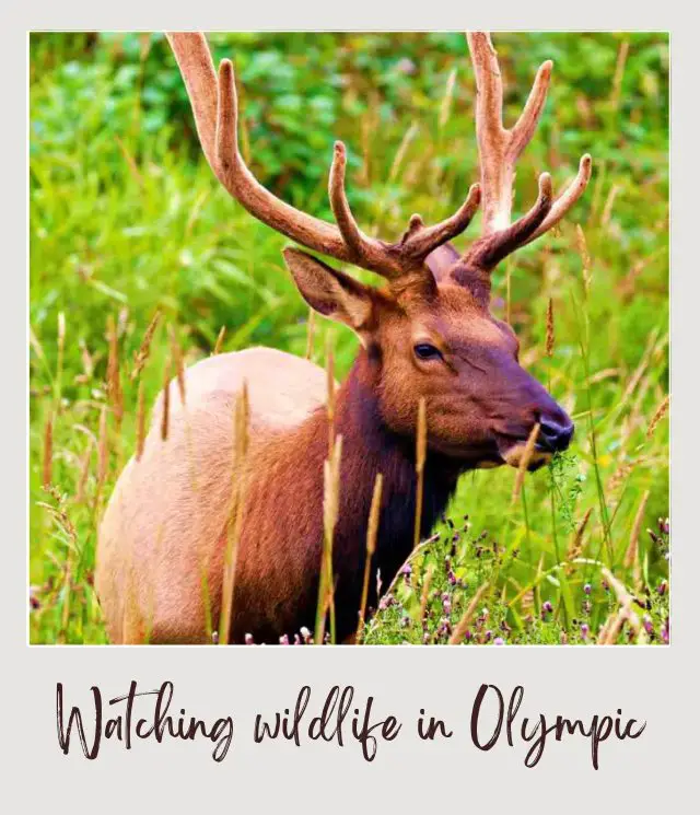 21 Best Things to Do in Olympic National Park A Roosevelt Elk in the middle of the grasses in Olympic National Park.