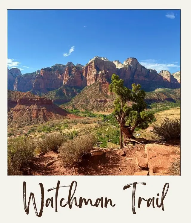 The 5 Best Easy Hikes in Zion National Park tree in foreround with rocky cliffs in background seen form Watchman Trail in Zion National Park