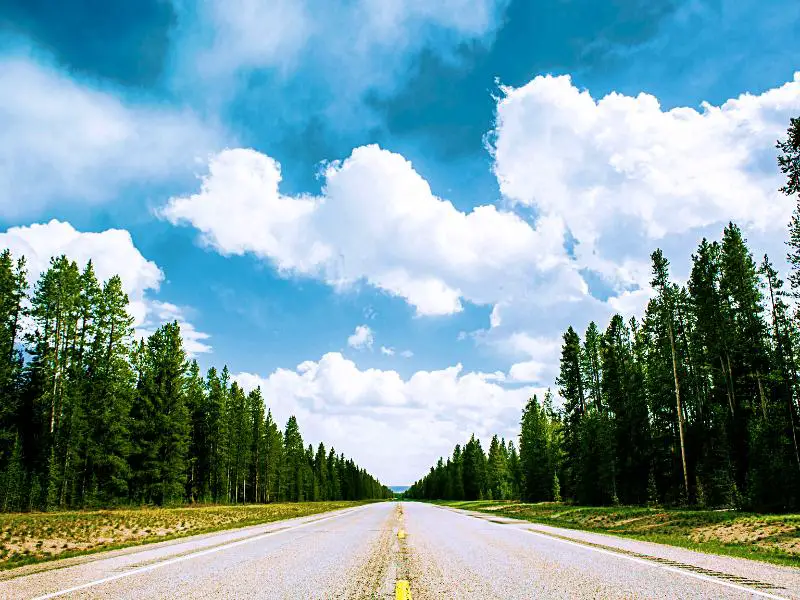 Straight concrete road surrounded by trees under the blue sky near Yellowstone National Park