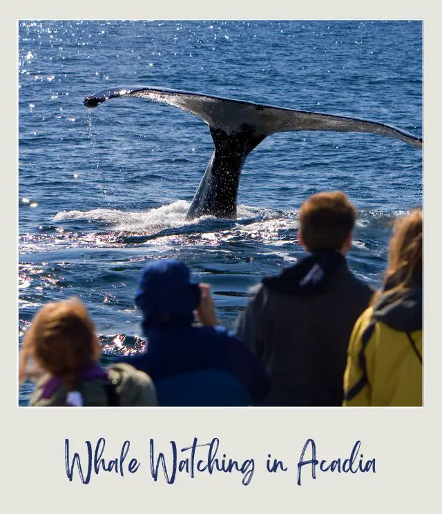 Group of people watching the tale of whale in the middle of ocean near Acadia National Park